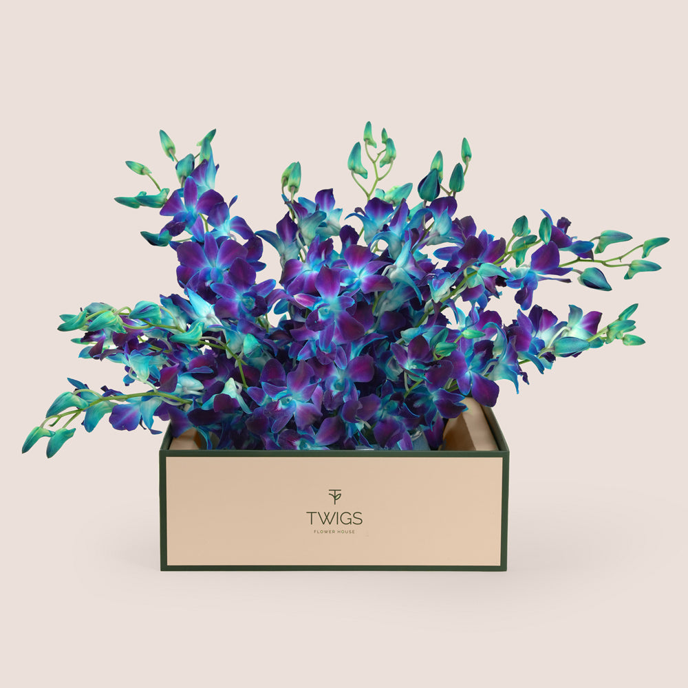 Bahar بحر Blue Dendrobium Orchid Ceramic Vase Arrangement