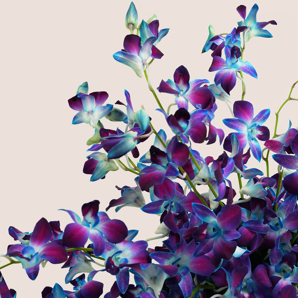 Bahar بحر Blue Dendrobium Orchid Ceramic Vase Arrangement