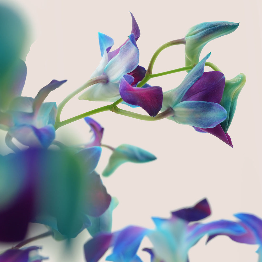 Bahar بحر Blue Dendrobium Orchid Ceramic Vase Arrangement