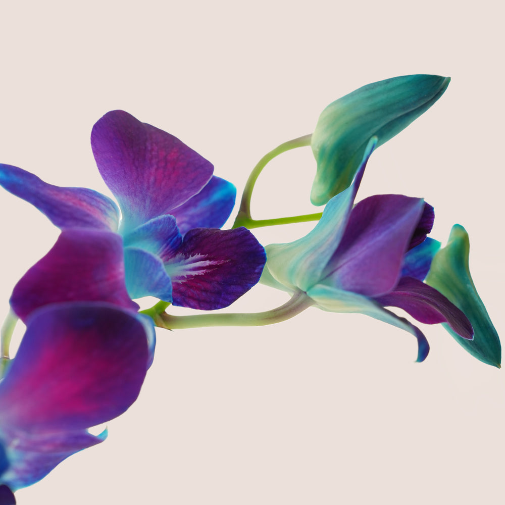 Mawj موج & Truffles Blue Orchid in Ceramic Vase · Premium Truffles & Petite Fours
