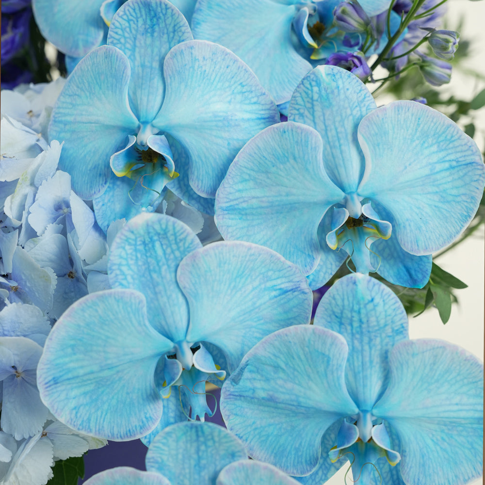 blue orchid dubai