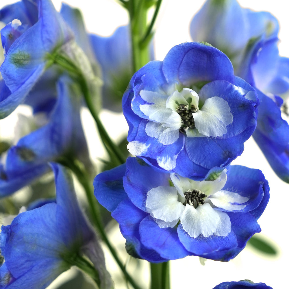 Blue Hour · Grande Round Box · Father's Day Blue Flower Arrangement
