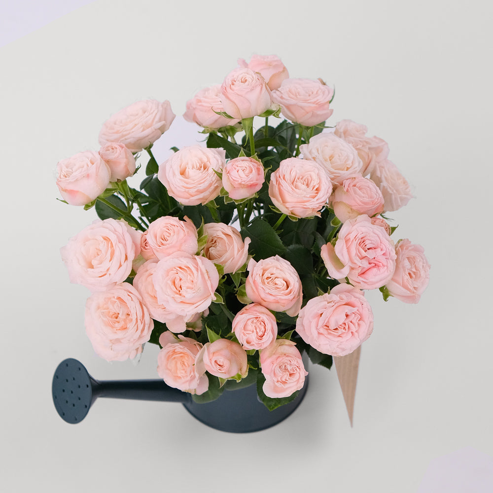 Mini Rosa Bombastic Bombastic Spray Rose Pink TWIGS-it Can – TWIGS