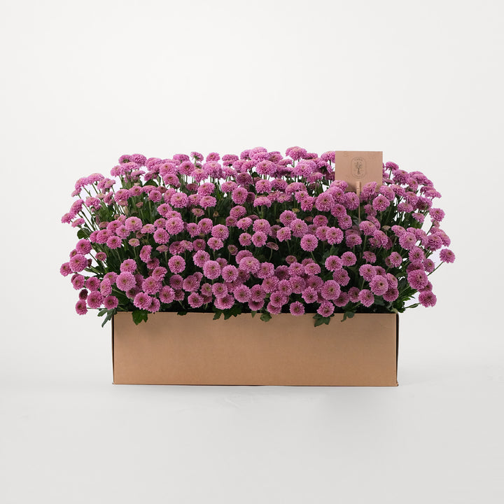 Button Purple Flowers Garden Box