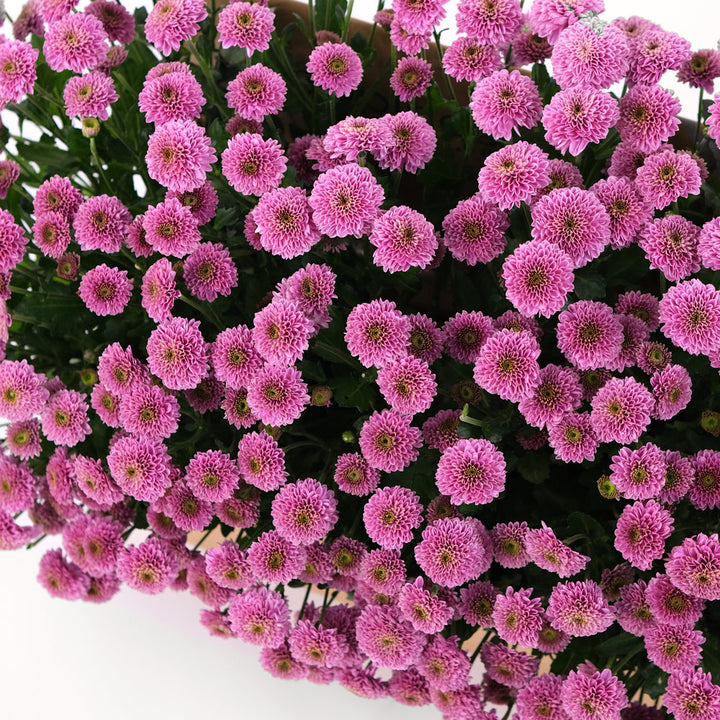 Button Purple Flowers Garden Box