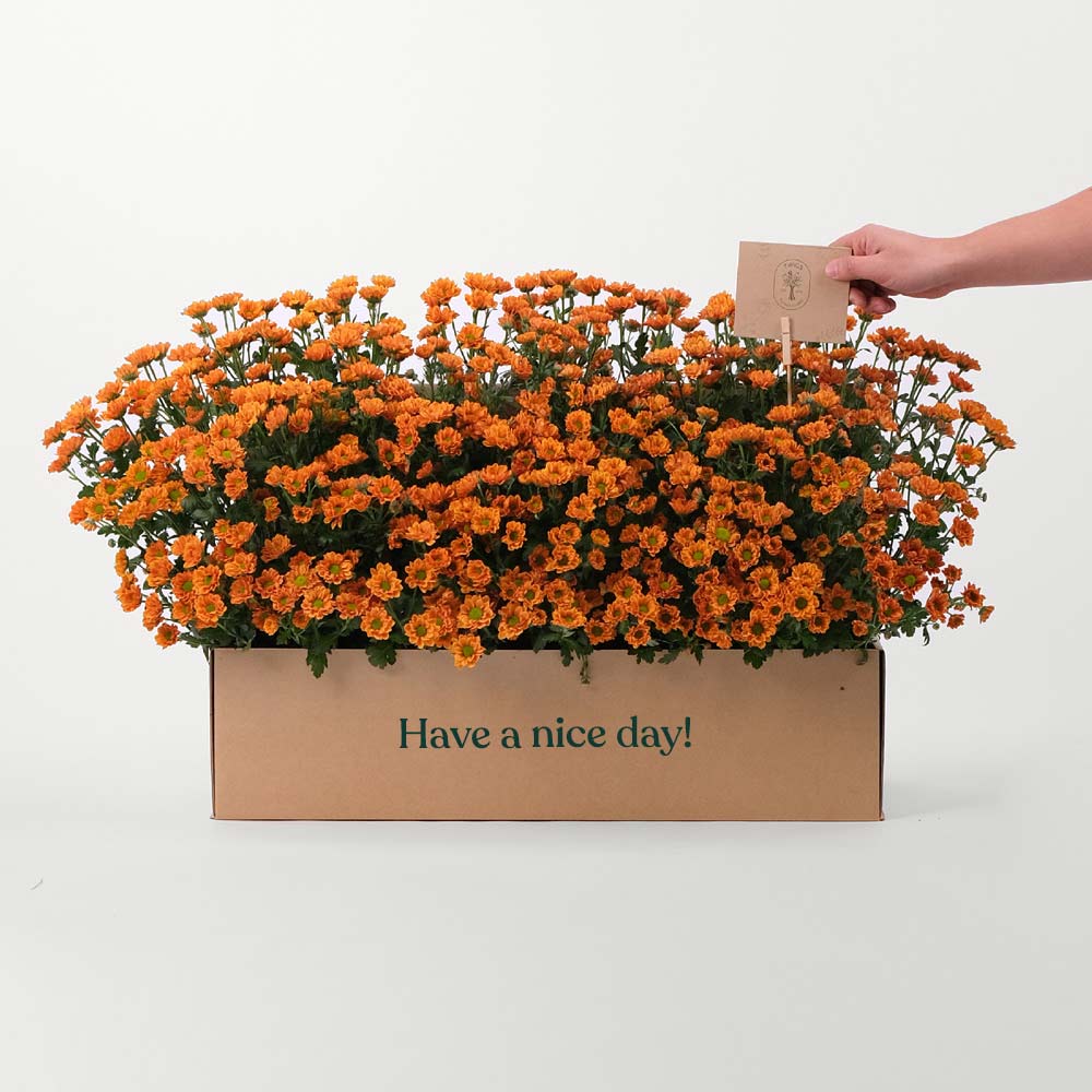 CHRYSANTHEMUM ORANGE Flowers Garden Box