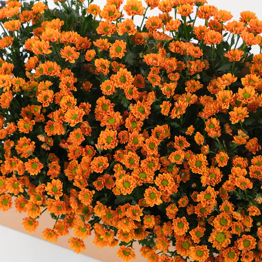 CHRYSANTHEMUM ORANGE Flowers Garden Box