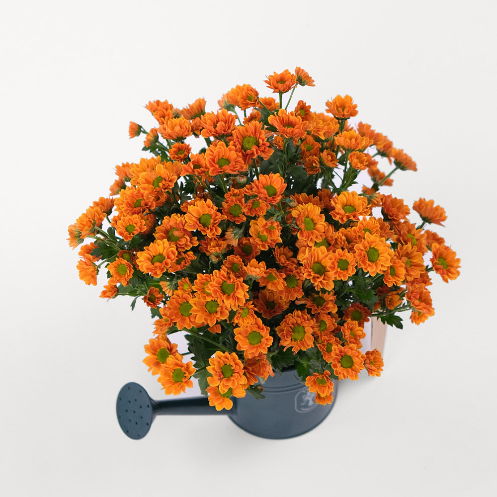 CHRYSANTHEMUM ORANGE Flowers TWIGS-it Can