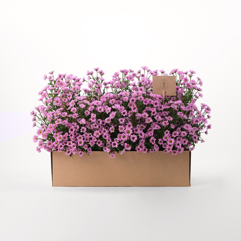 Chrysanthemum Purple Flowers Garden Box