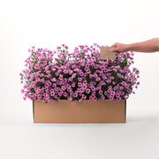 Chrysanthemum Purple Flowers Garden Box