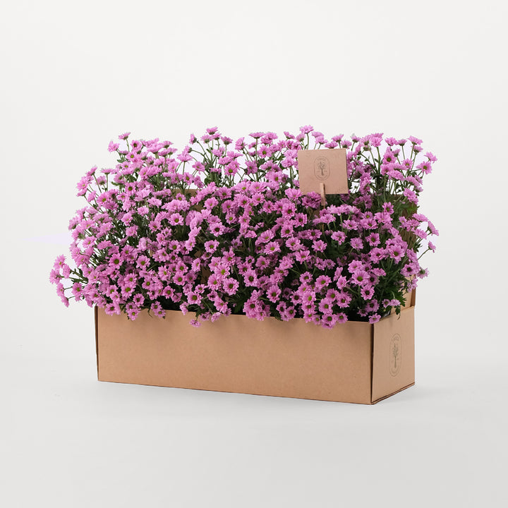Chrysanthemum Purple Flowers Garden Box