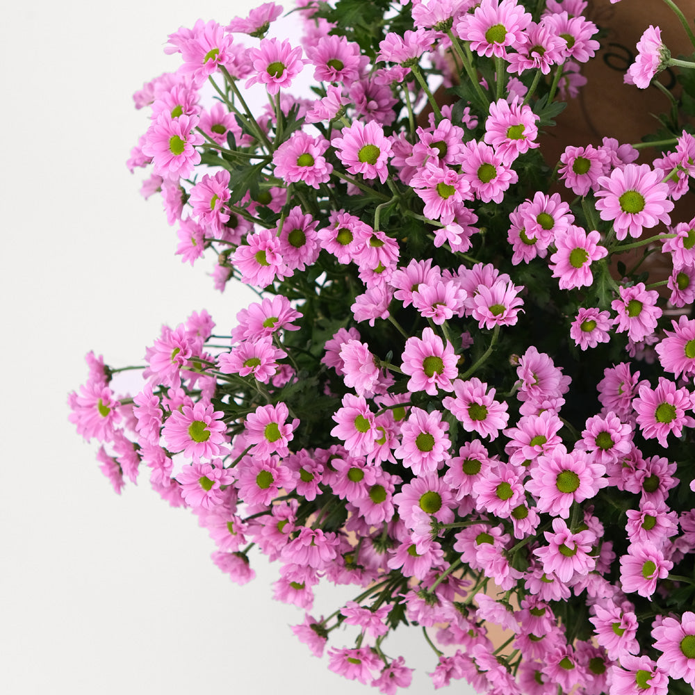 Chrysanthemum Purple Flowers Garden Box