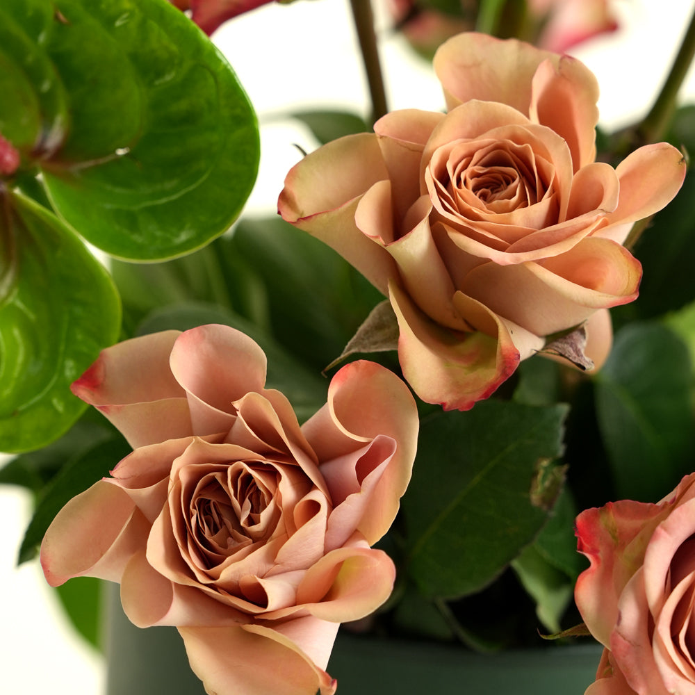 cafe latte roses dubai