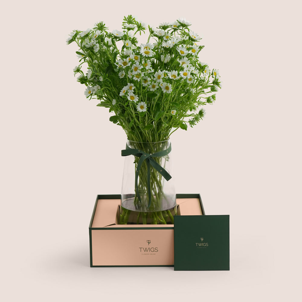 White Daisies in Tall Glass Vase | Flower Delivery Dubai & UAE