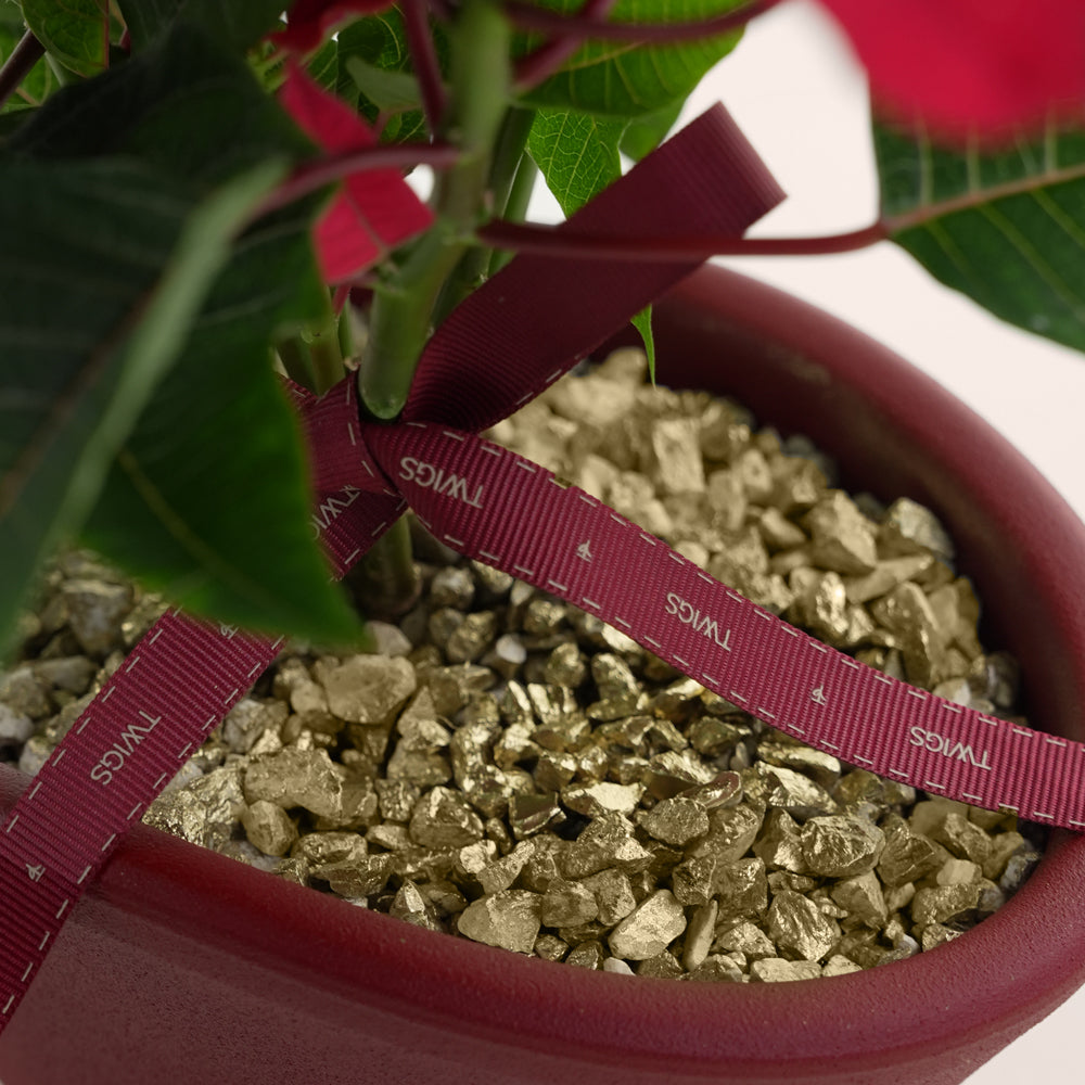 Potted poinsettia plant with gold potting stones and a red ribbon, close-up view.