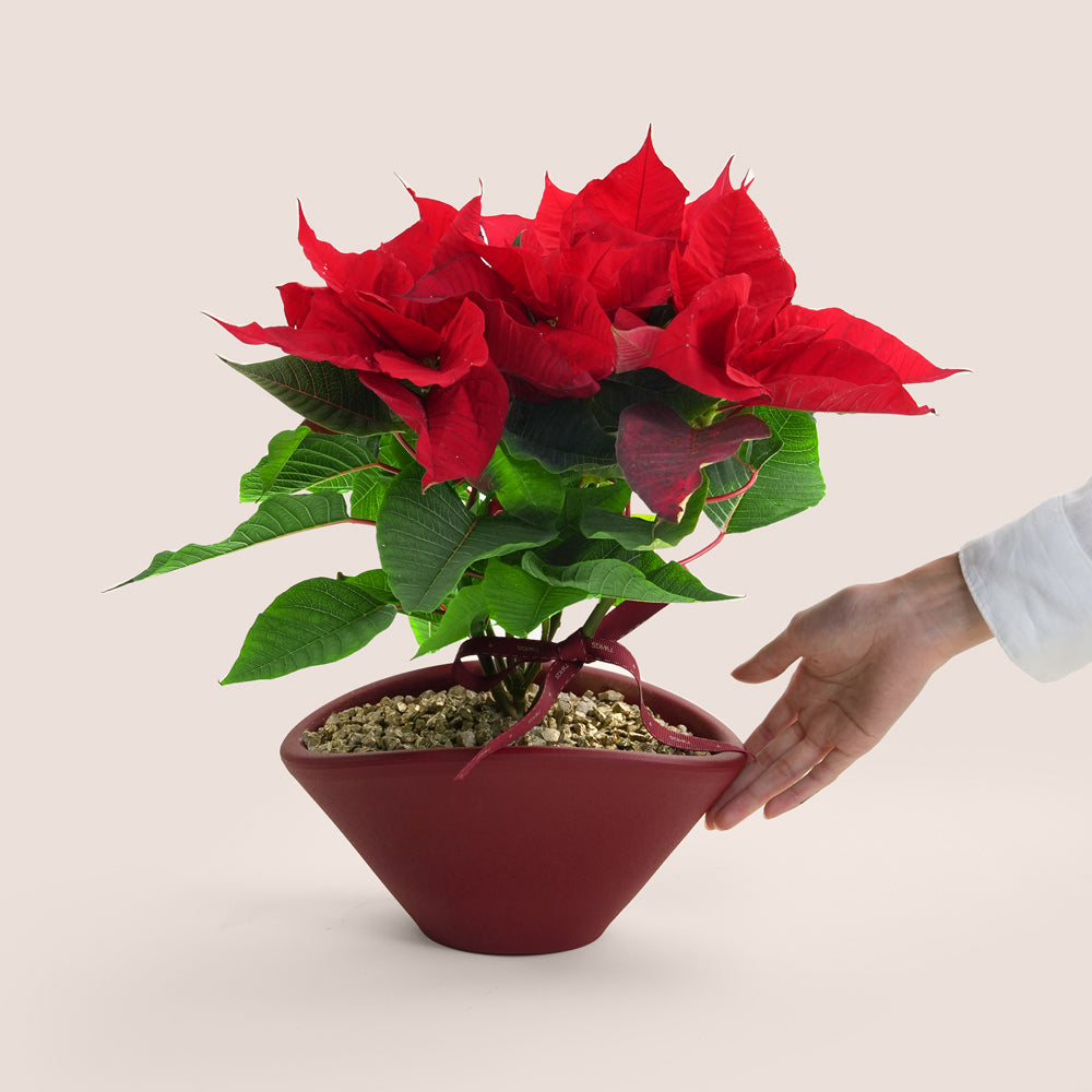 Potted poinsettia plant with a hand holding the pot against a light background