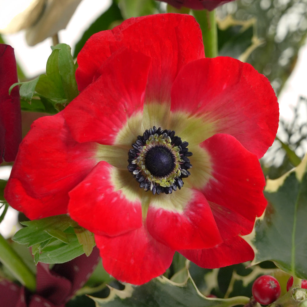 Close-up of a red flower with a green center and leaves in the background