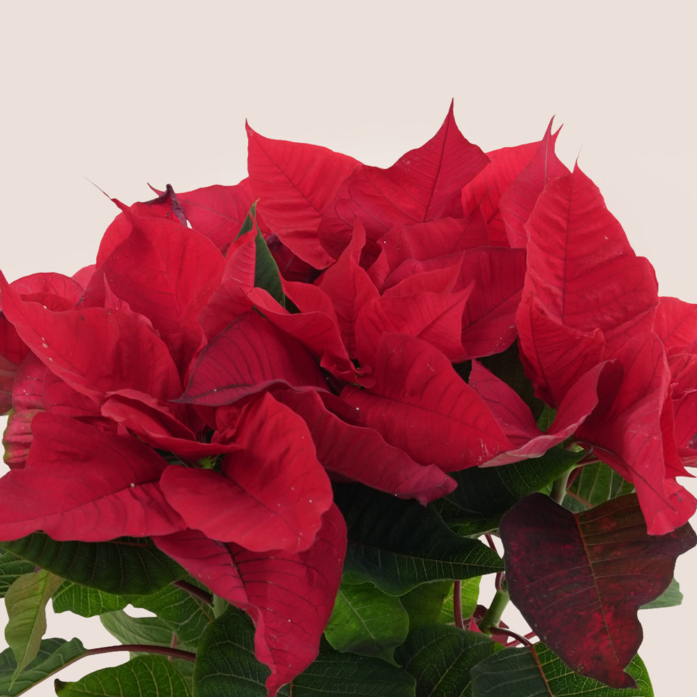 Red poinsettia plant with green leaves on a light background