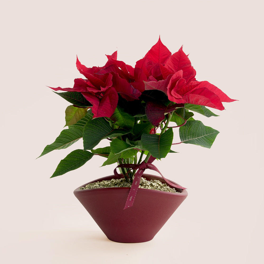 Potted poinsettia plant with red flowers on a beige background