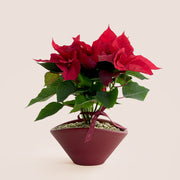 Potted poinsettia plant with red flowers on a beige background