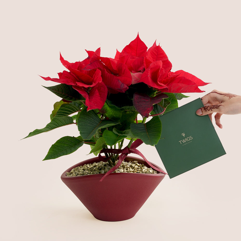 Potted red poinsettia plant with a TWIGS gift card 