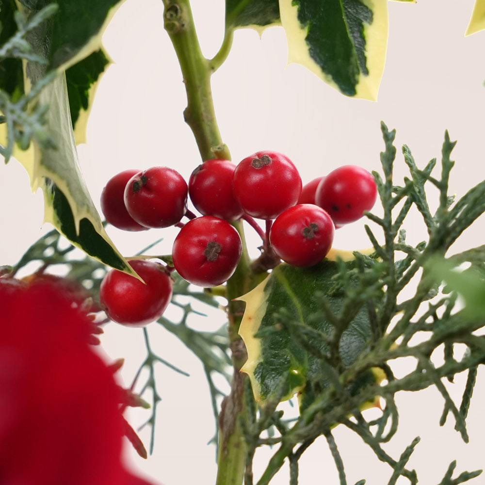 Close-up of red berries on a holly branch with a blurred red object in the foreground.