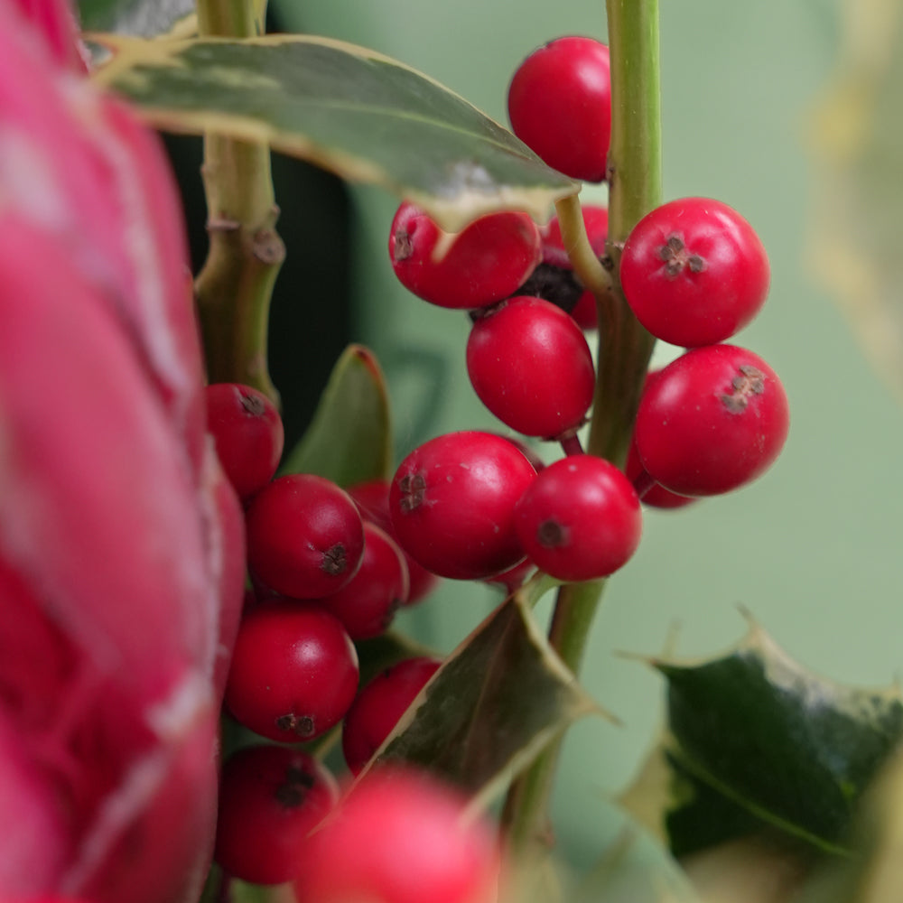 Close-up of red berries on a green leafy branch with a blurred pink flower in the foreground.
