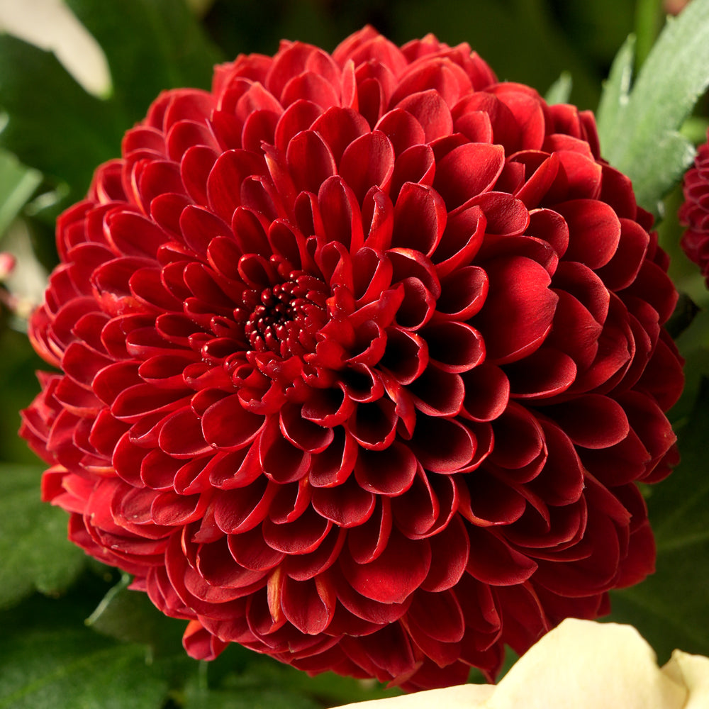 Luxury Ramadan burgundy flower box with Mondial roses, burgundy mums and skimmia in TWIGS square box – UAE delivery