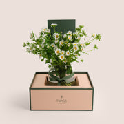 Daisies in glass vase