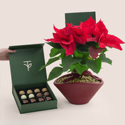 Potted poinsettia plant next to a box of chocolates on a light background