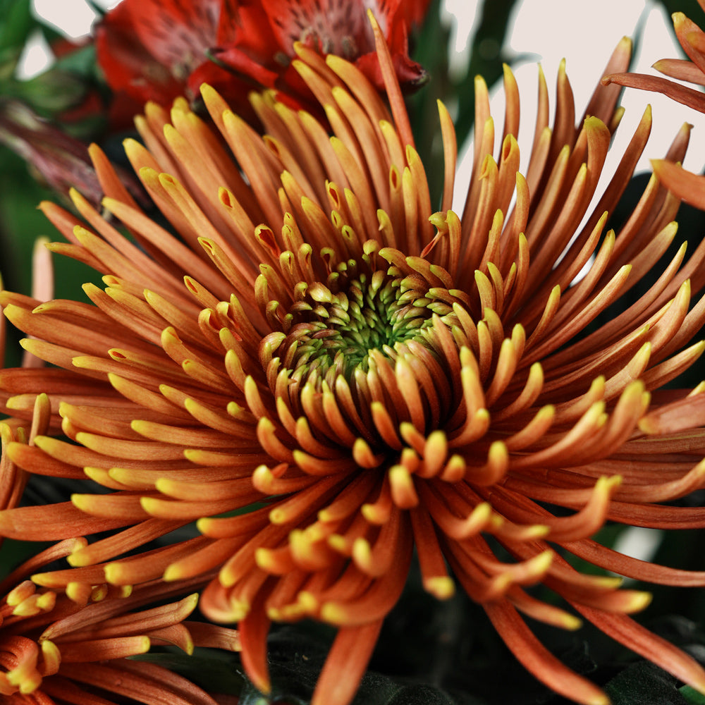 Eid Flowers Dubai | Ruby Eid Garden Flower Box by TWIGS