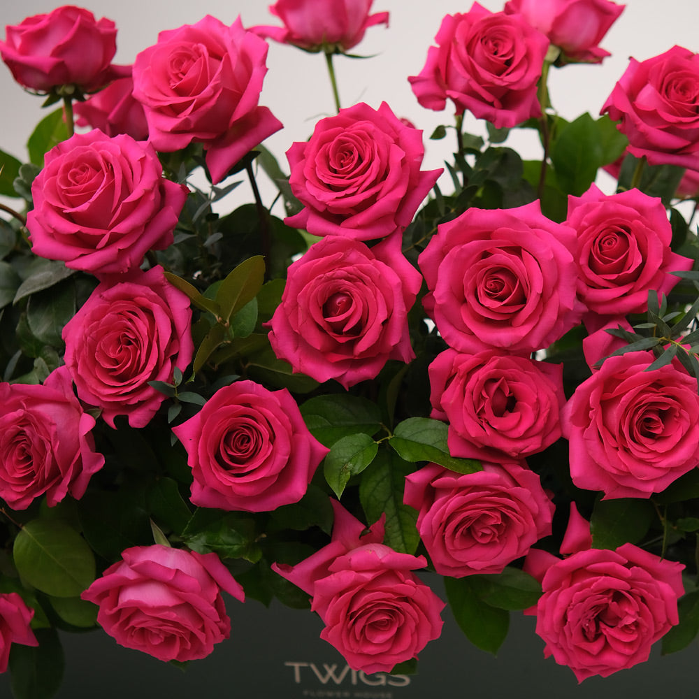 Fuchsia Roses in Flower Garden Box – A Blooming Oasis of Luxury