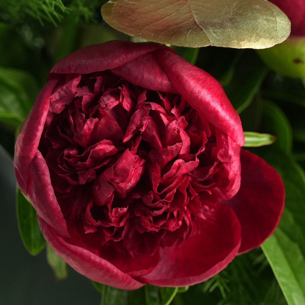 beautiful Christmas bouquet of deep red peonies, lush green pine needles, and gold-painted foliage, presented in a distinctive green TWIGS Flower House cone carrier bag.