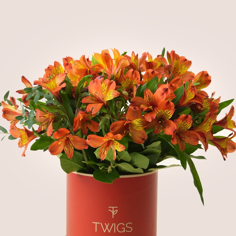 Flame Tree Orange Alstroemeria Box | TWIGS Dubai