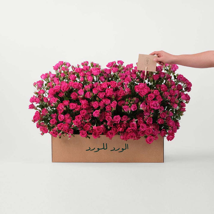 Fuschia Spray Rose Flowers Garden Box