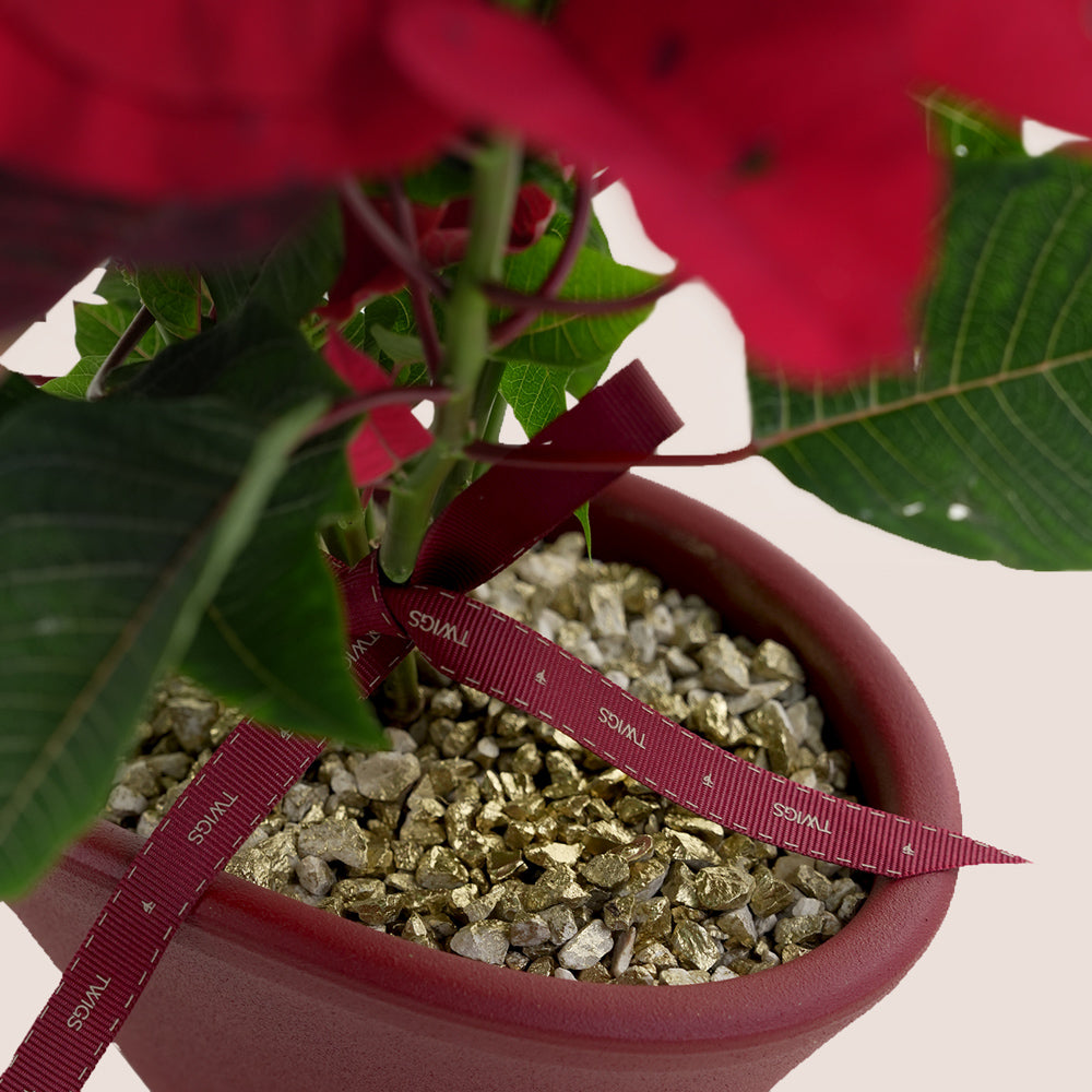 Potted red poinsettia plant with a red ribbon and red pot