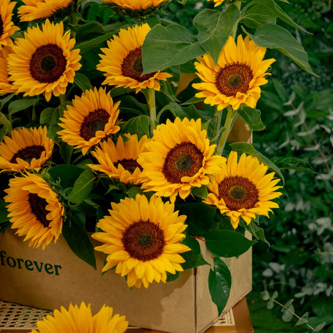 Sunflower Flowers Garden Box
