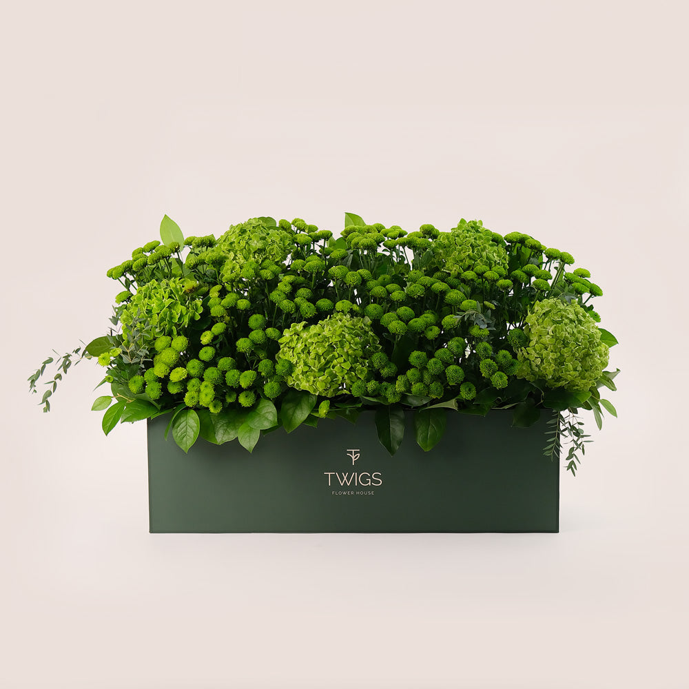 Emerald Garden – Green Hydrangeas & Button Mums in Premium Box - A Lush Display of Vibrant Elegance