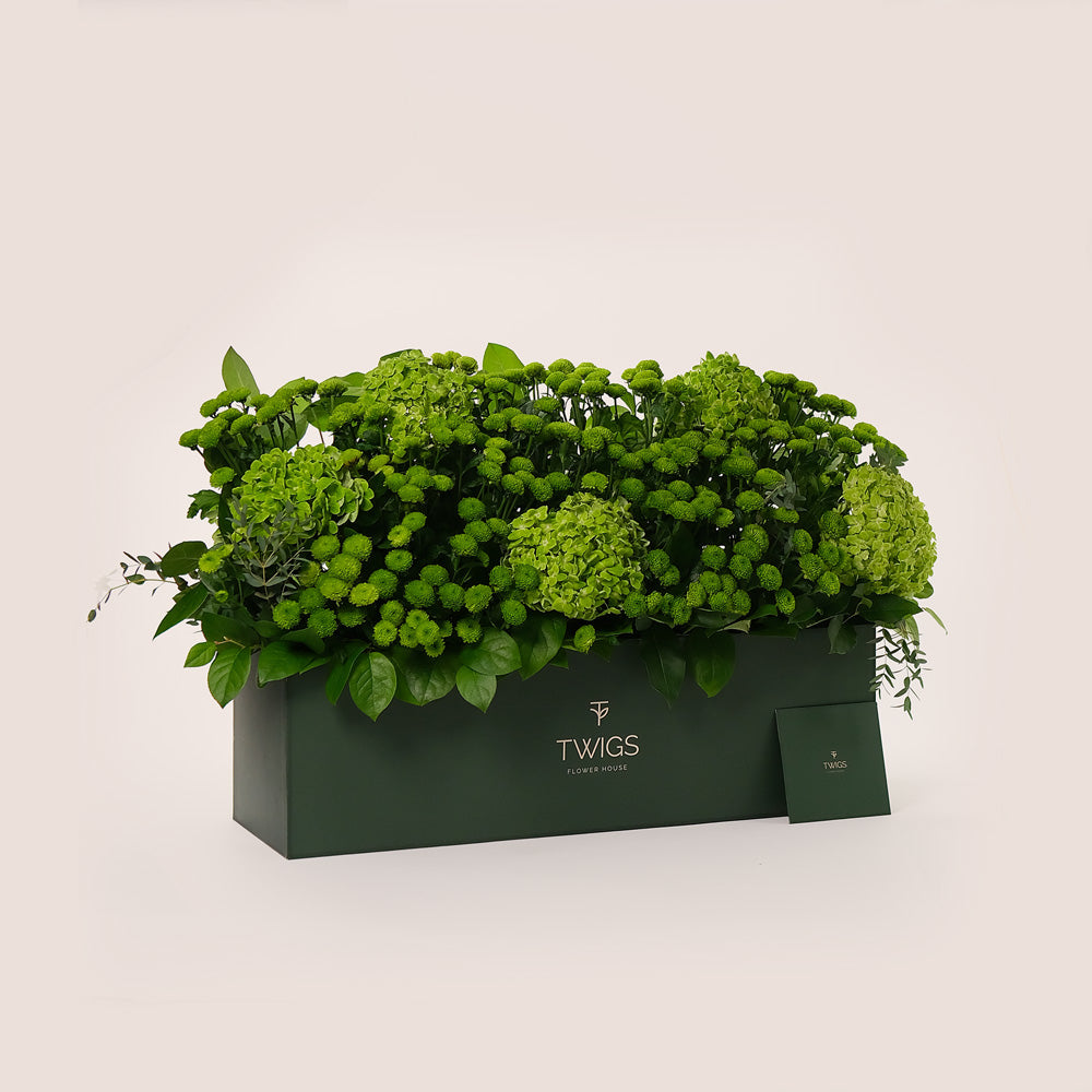 Emerald Garden – Green Hydrangeas & Button Mums in Premium Box - A Lush Display of Vibrant Elegance