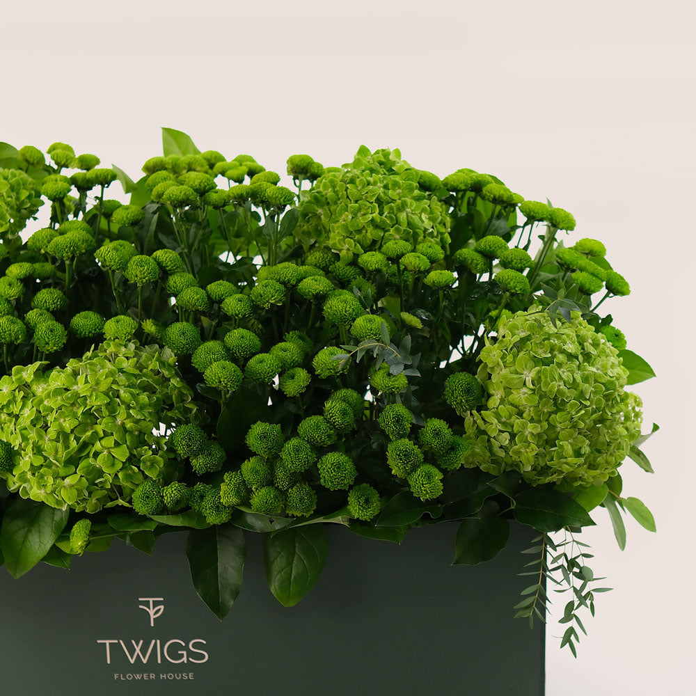 Emerald Garden – Green Hydrangeas & Button Mums in Premium Box - A Lush Display of Vibrant Elegance