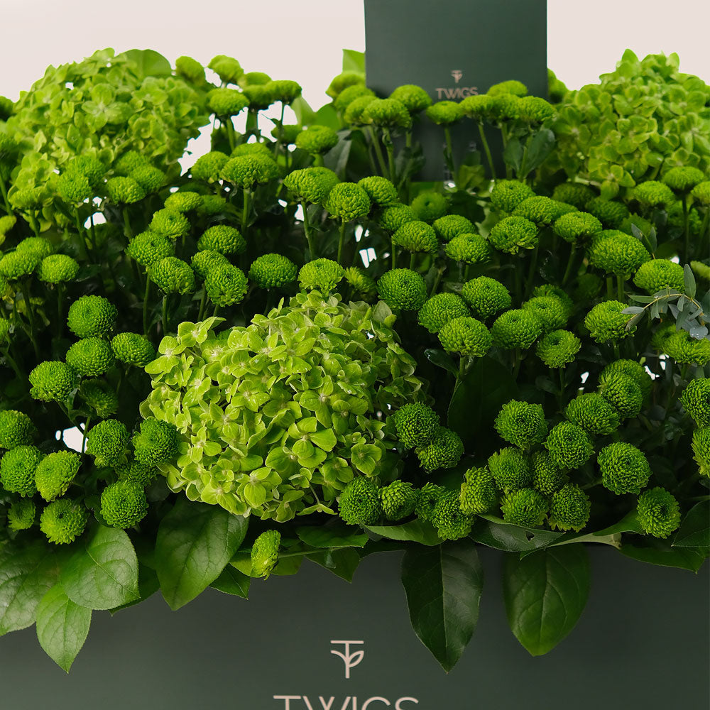 Emerald Garden – Green Hydrangeas & Button Mums in Premium Box - A Lush Display of Vibrant Elegance