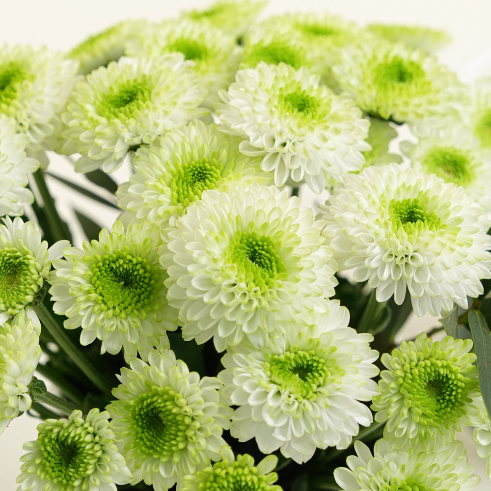 Graduation Flowers & Cupcake Combo with White Balloons | TWIGS