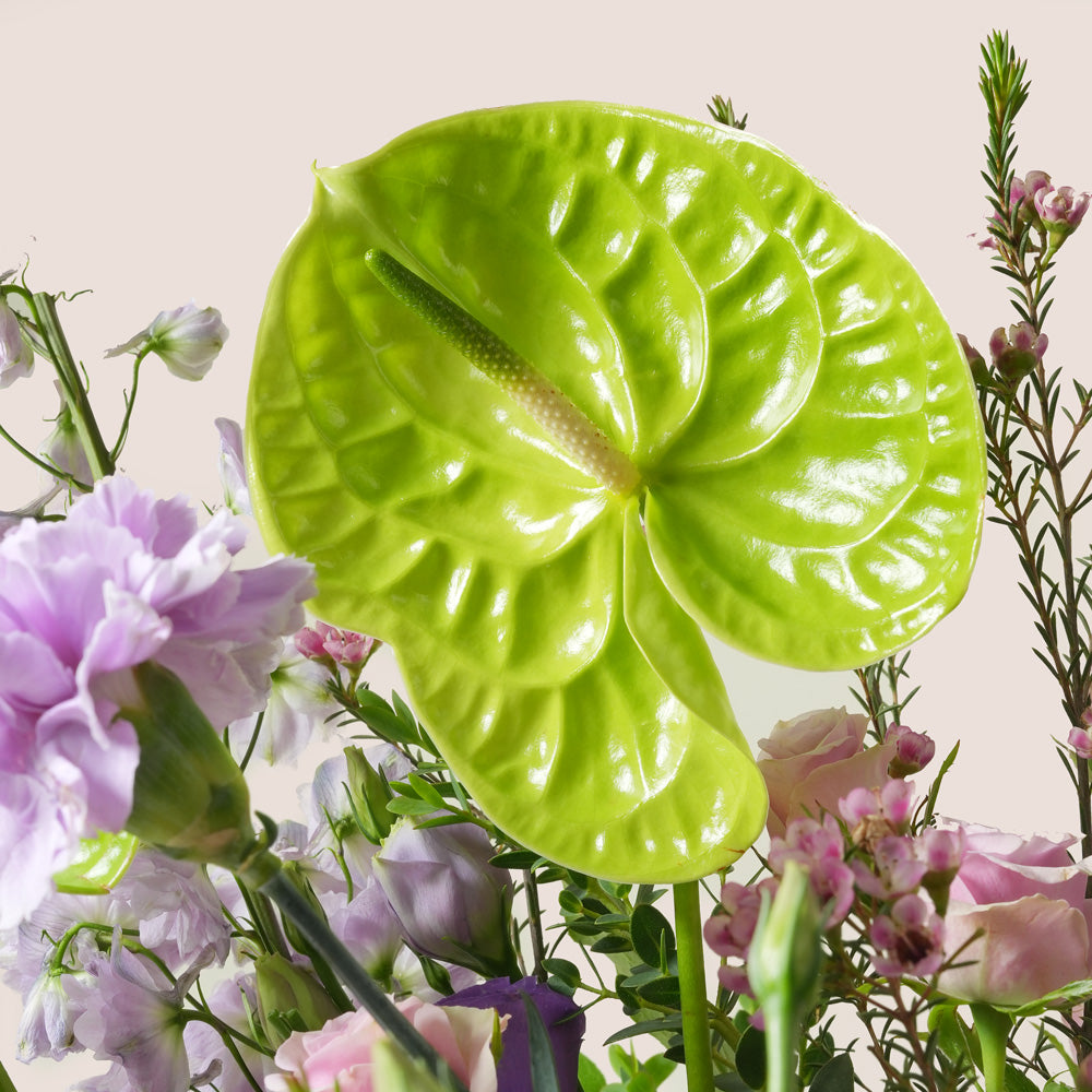 Purple hydrangea and green anthurium grande round flower box by TWIGS