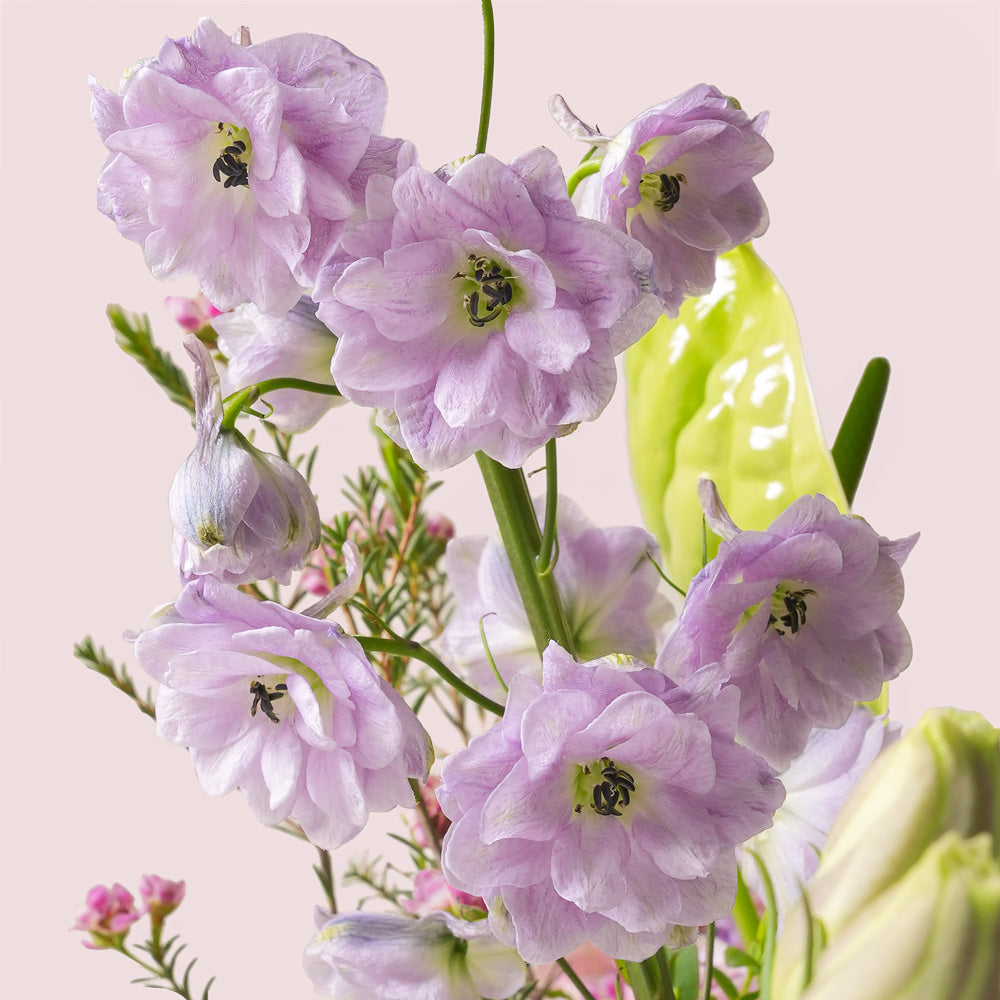 Purple hydrangea and green anthurium grande round flower box by TWIGS
