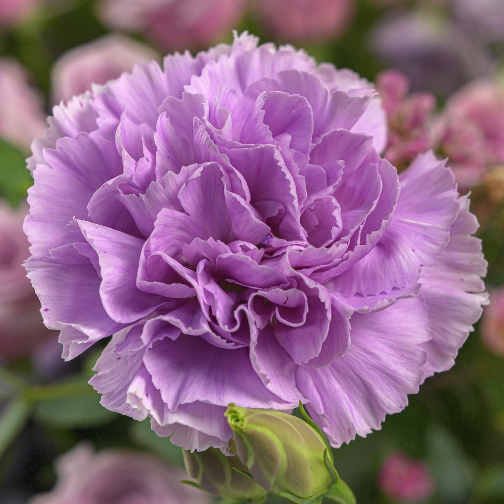 Purple hydrangea and green anthurium grande round flower box by TWIGS