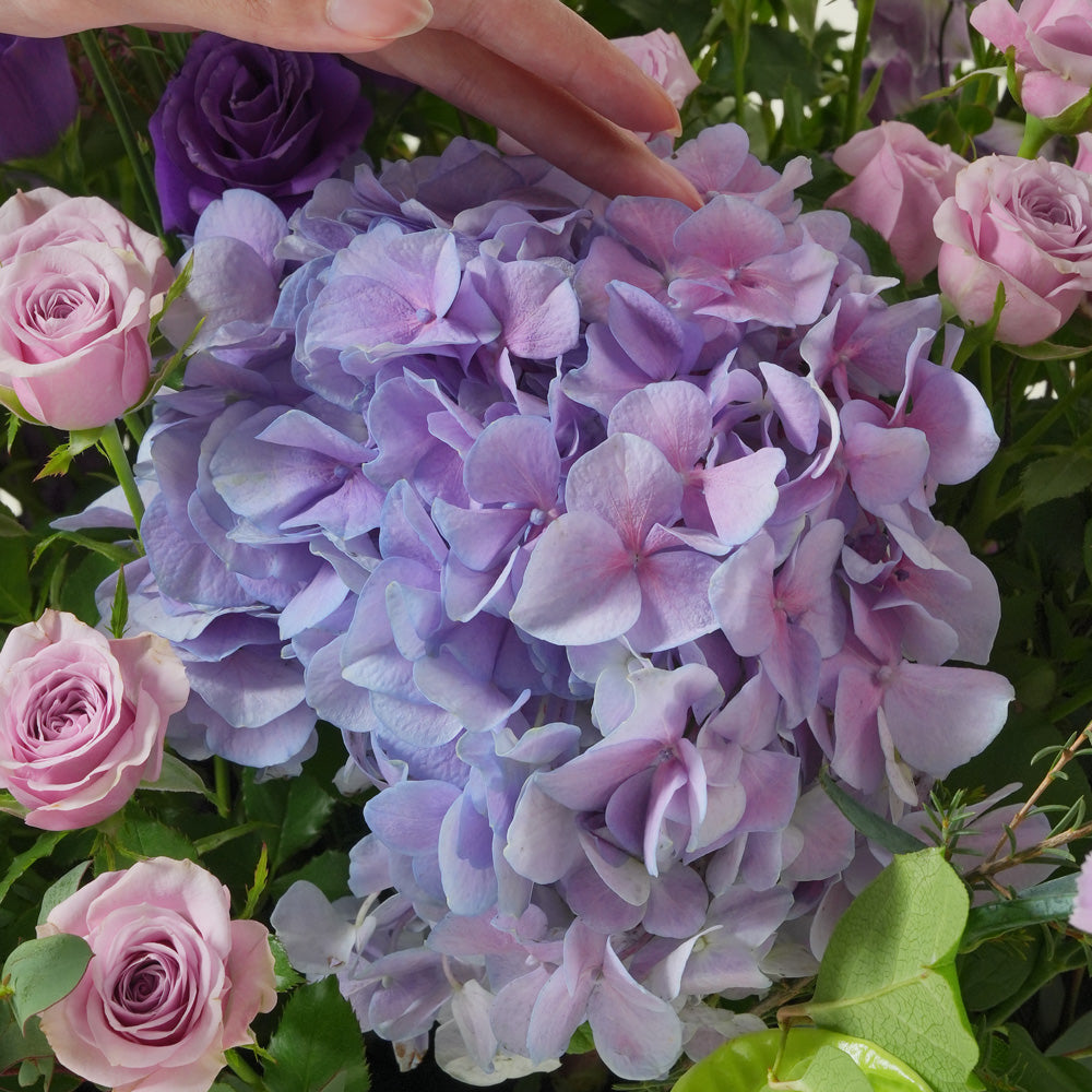 Purple hydrangea and green anthurium grande round flower box by TWIGS