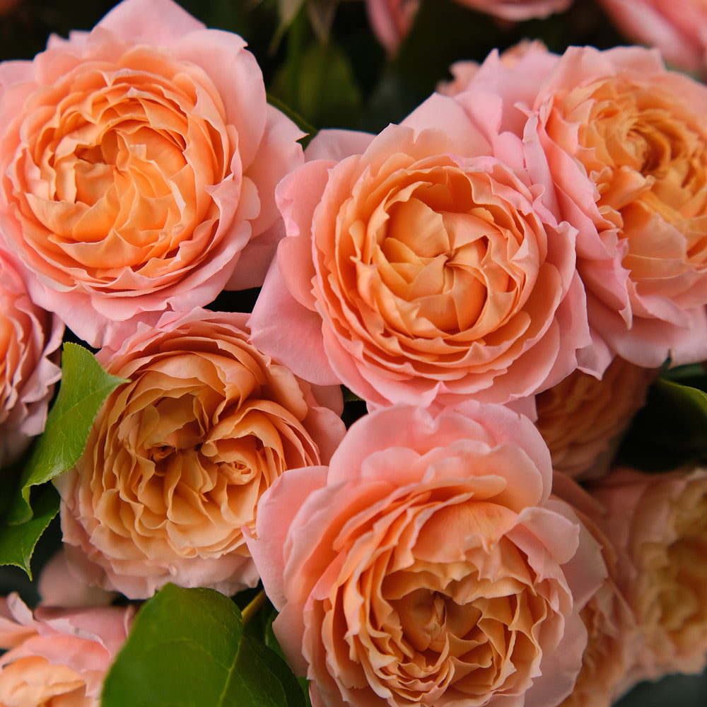 Peach Juliet Spray Roses Hand-Tied Bouquet – Soft Elegance in a Chic TWIGS Flower Bag