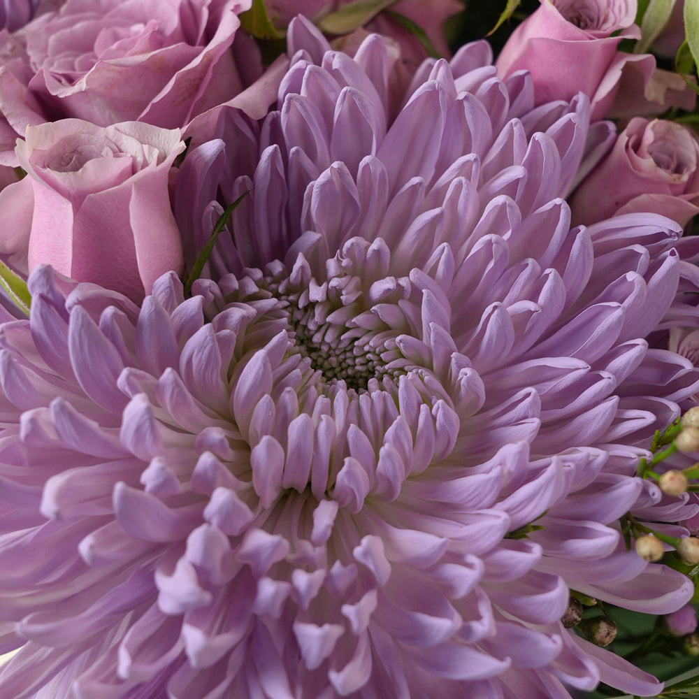 A close-up of a large lavender chrysanthemum flower surrounded by pink roses.
