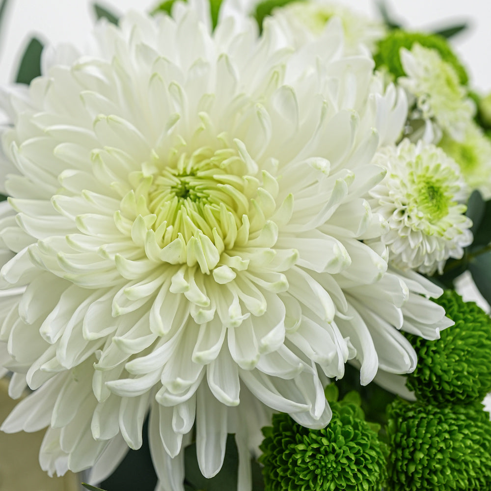 Classic Matcha Bloom Duo | Chrysanthemum Cup with Iced Matcha