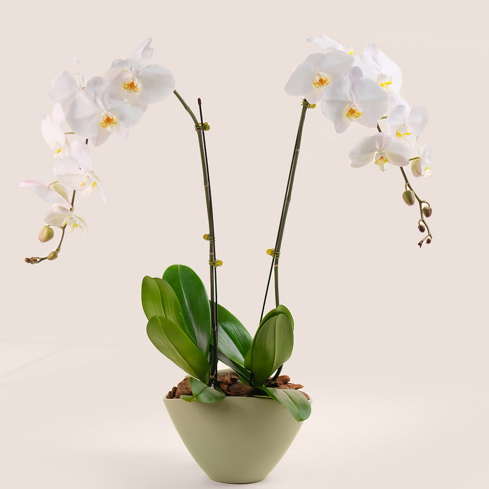 White Phalaenopsis Orchid in Green Ceramic Vase | Luxury Orchid Plant Dubai
